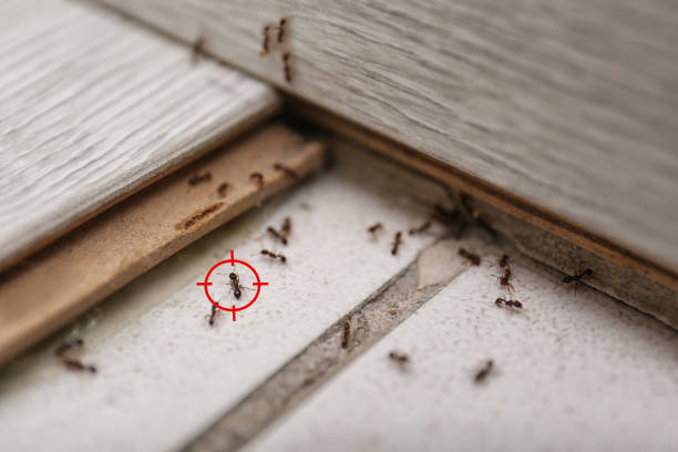 Spider Control Near Me in Wild Peach Village, TX