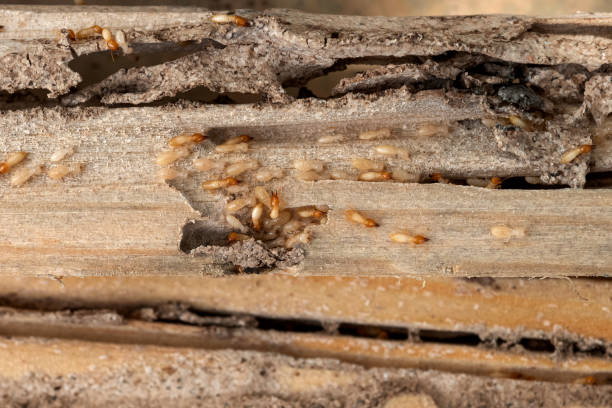  Wild Peach Village, TX Pest Control Pros