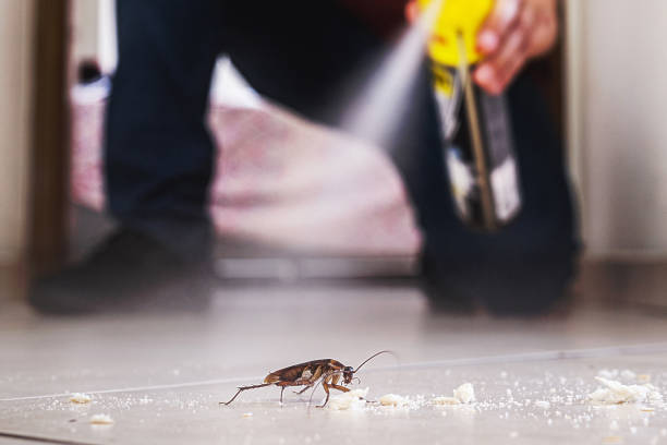 Best Affordable Pest Control Services  in Wild Peach Village, TX